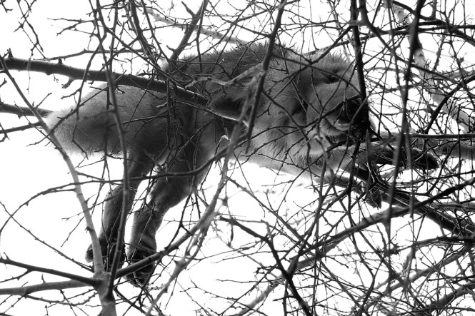 Још једна лисица одстрељена раније зимус.